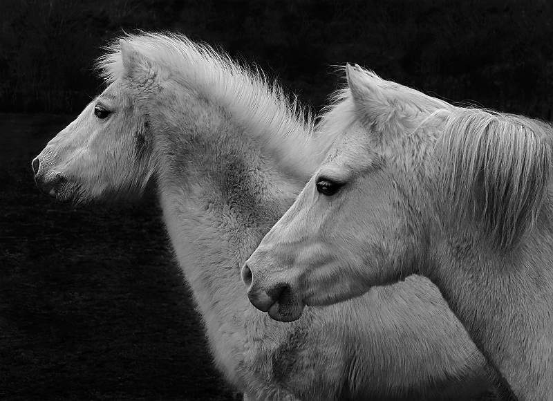 Horses At Sutton.jpg